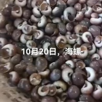 海螺