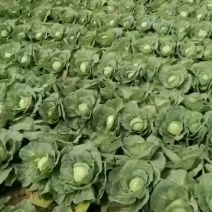 包菜