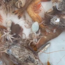 小海海鲜活八爪鱼活鲳鱼活墨鱼