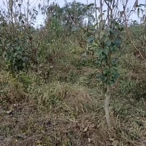 皇冠梨树
