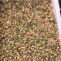 现采产地直销地苦胆名贵种药材金果榄