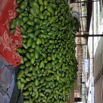 河口大量木瓜，大青，中白上市