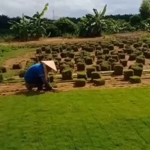 台湾草