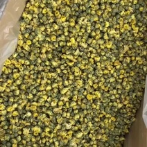 胎菊北京菊2025年新北京菊一件起批菊花茶