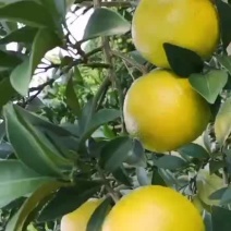 靓货，红江橙