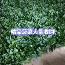 精品菠菜需要的抓紧联系