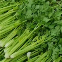 芹菜，精品大小西芹货源充足，销代发售全国各地，保质保量