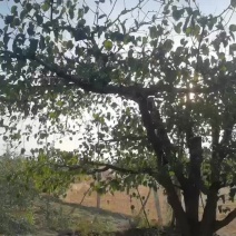 梨树