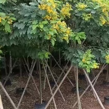 黄槐4至8公分A级苗大量经营订购1.5至2米需要联系