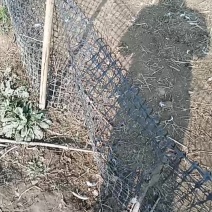 皖西大白鹅