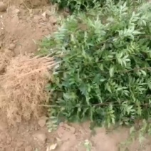 大红袍花椒种苗