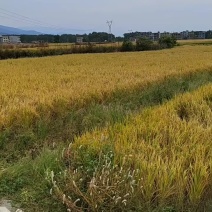 谷子