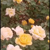 月季裸根苗大花月季丰花月季基地直供，价格优质量好绿化工程