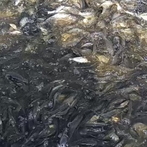鲤鱼苗