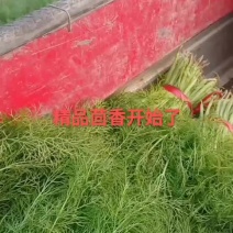 茴香