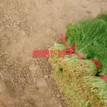茴香，