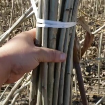 胸径1公分小城黑杨树苗，2根2杆，自家种植，大量现货