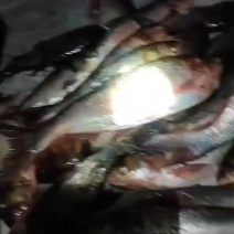 白鲢鱼