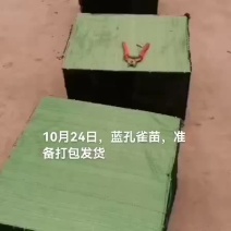 野鸡山鸡