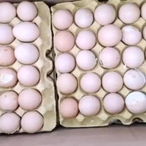 精品鸡胚蛋旺鸡蛋喜蛋非活珠子凤凰蛋，货源稳定，供应全国