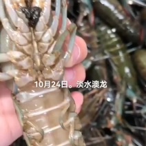 淡水澳龙