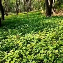 大叶芹