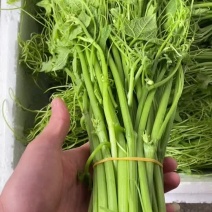 龙须菜