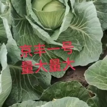 精品平包扁包菜京丰一号基地直供欢迎实地考察