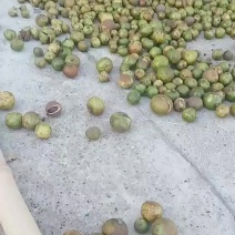 广西南方树上一元野生新鲜生山茶果日产万斤茶籽干茶籽果压榨