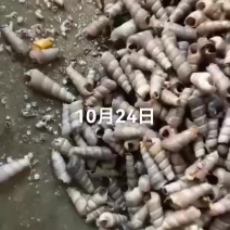 海螺