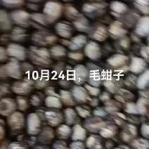 毛蚶子，赤贝