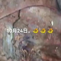 鱼