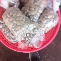 黄蚬子