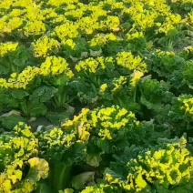 秋绿60大白菜