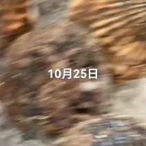 扇贝，海螺