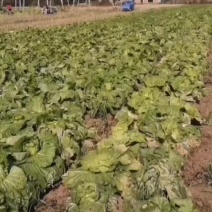 抱头白菜青麻叶