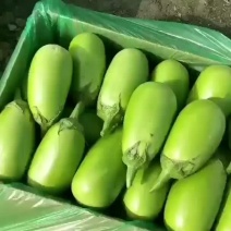 精品青茄
