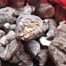 滇重楼，蚤休，鲜货，数量不多，质量保证，云南独芽粉质滇重