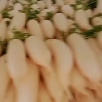 白萝卜