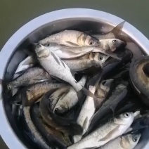 三四两的花鲢鱼苗大量出售