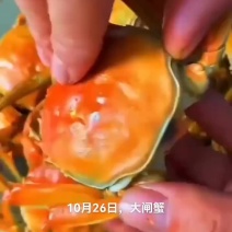 大闸蟹
