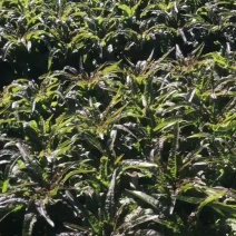 云南大理红叶莴笋精品货！云南大理红莴笋质量杆杆