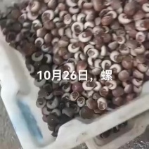 海螺