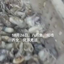 八爪鱼