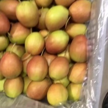 红香酥梨🍐海量货源，价格便宜，电商零售批发均可