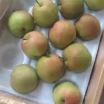 玉露香梨🍐海量货源，价格便宜，质量好，批发零售电商