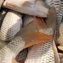 东平湖渔业