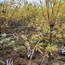5--12金枝槐
