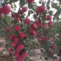 苹果