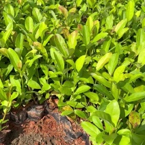 欧洲荚迷产地直供量大从优苗木花卉对接工程绿化等
